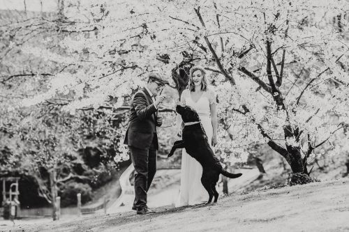 Brautpaar mit Hund in Kirschblüten schwarzweiß