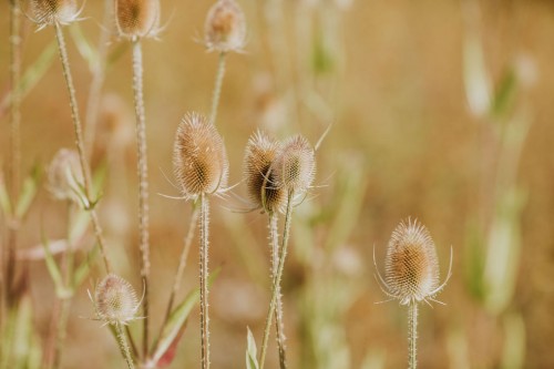 Trockene Disteln auf einer Wiese.