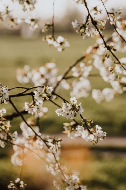Blühende Obstbäume.