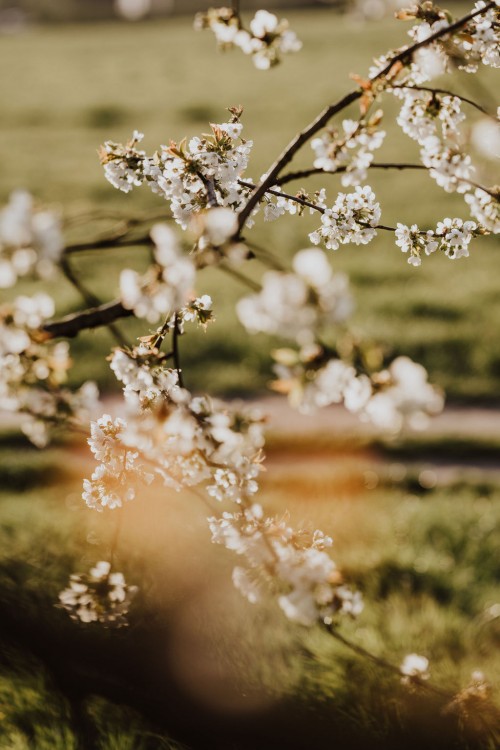 Blühende Obstbäume.