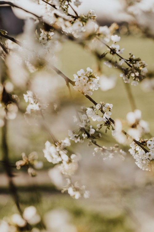 Blühende Obstbäume.