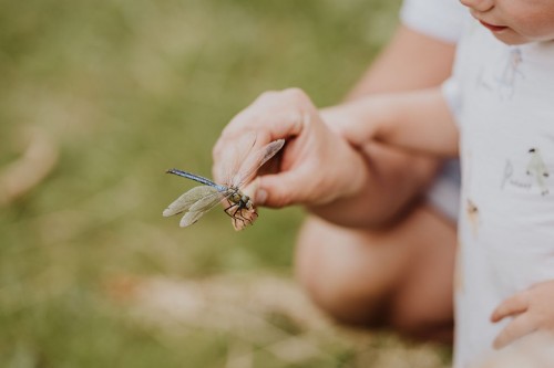 Eine Libelle sitzt auf einer Hand
