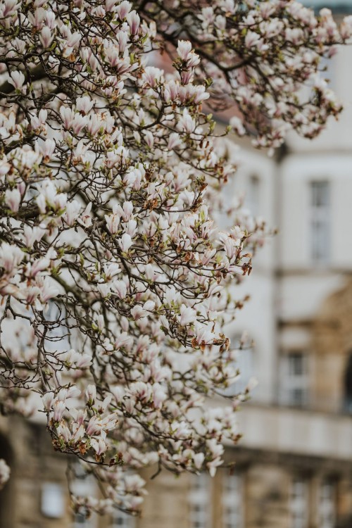 Blühende Magnolienäste.