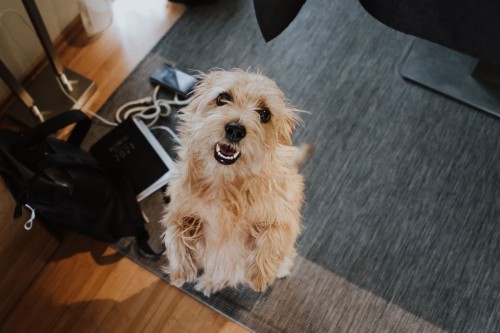 Ein Hund springt hoch zu der Fotografin.