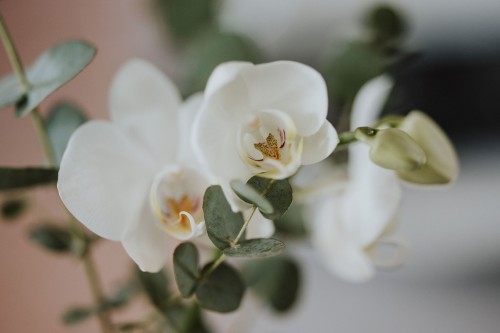 Eine weiße Orchidee.