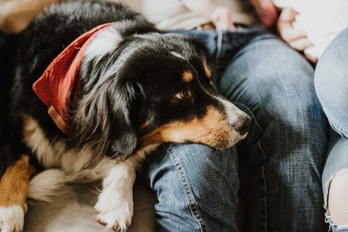 Ein schwarz-brauner Hund, der auf dem Bein einer Person liegt.