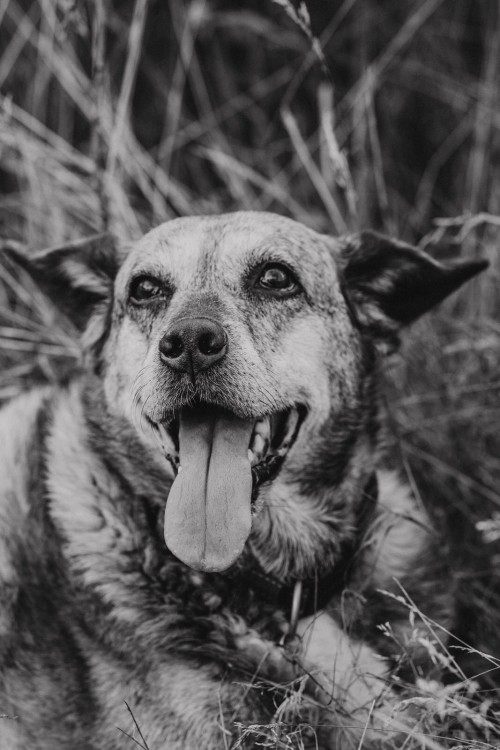 Ein Hund mit rausgestreckten Zunge.